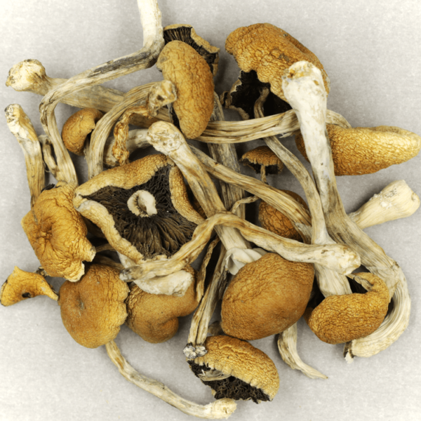 Cambodian Psilocybe Cubensis