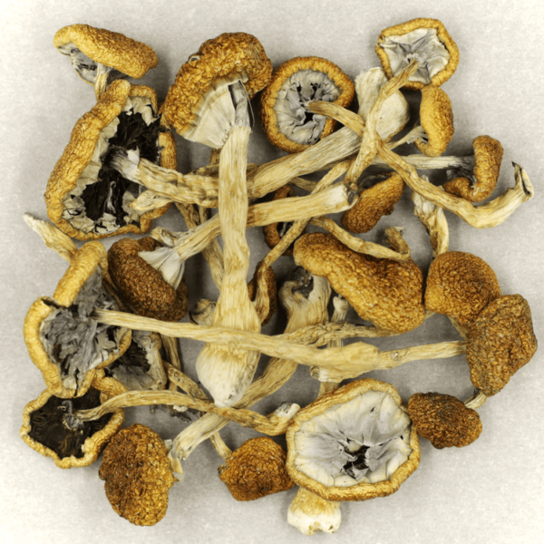 Cambodian Psilocybe Cubensis